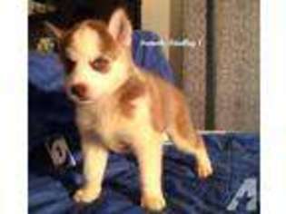 Siberian Husky Puppy for sale in OCALA, FL, USA