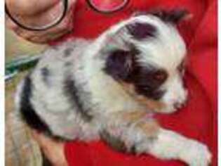 Miniature Australian Shepherd Puppy for sale in Walkertown, NC, USA