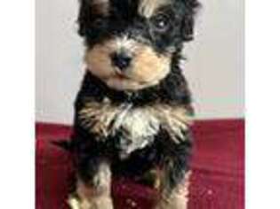 Mutt Puppy for sale in Mount Morris, MI, USA