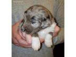 Mutt Puppy for sale in Stevenson, AL, USA