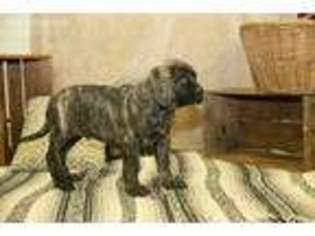 Mastiff Puppy for sale in Sugarcreek, OH, USA