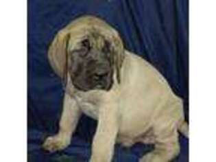 Mastiff Puppy for sale in Mount Vernon, OH, USA