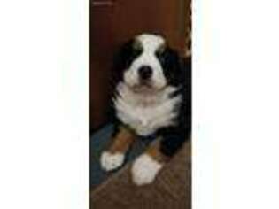 Bernese Mountain Dog Puppy for sale in East Bethel, MN, USA