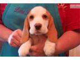 Beagle Puppy for sale in Roanoke, VA, USA