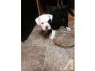 American Bulldog Puppy for sale in YUBA CITY, CA, USA