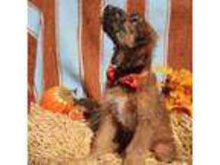 Irish Wolfhound Puppy for sale in Orofino, ID, USA