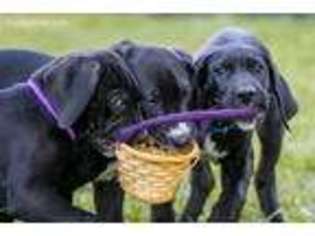 Great Dane Puppy for sale in Canon City, CO, USA