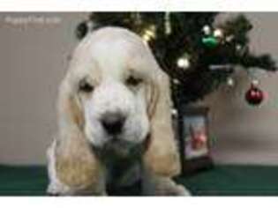 Basset Hound Puppy for sale in Elkmont, AL, USA