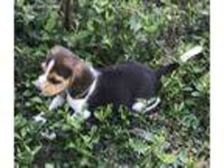 Beagle Puppy for sale in Booneville, AR, USA