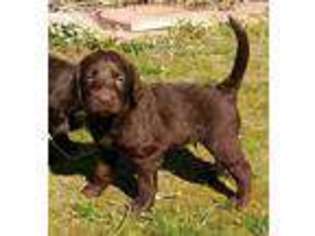 Labradoodle Puppy for sale in Crawfordsville, IN, USA