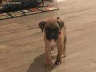 Boxer Puppy for sale in Manteca, CA, USA