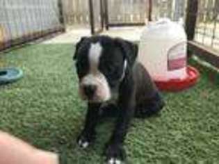 Alapaha Blue Blood Bulldog Puppy for sale in New Braunfels, TX, USA