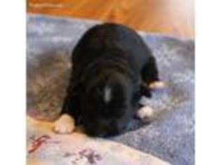 Havanese Puppy for sale in Glencoe, MN, USA
