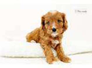Cavapoo Puppy for sale in Williamsport, PA, USA