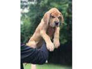Great Dane Puppy for sale in Spartanburg, SC, USA