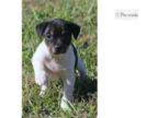 Rat Terrier Puppy for sale in Springfield, MO, USA