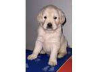 Mutt Puppy for sale in Linden, MI, USA