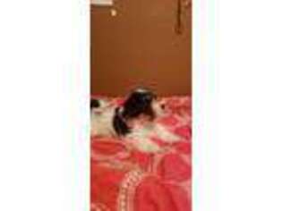 Havanese Puppy for sale in Trinity, AL, USA