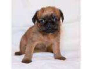 Brussels Griffon Puppy for sale in Palatine, IL, USA