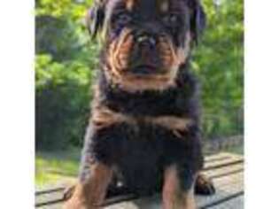 Rottweiler Puppy for sale in Dundee, OH, USA