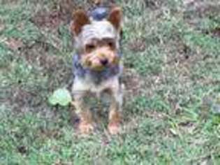 Yorkshire Terrier Puppy for sale in Golconda, IL, USA