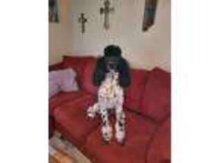 Mutt Puppy for sale in Odessa, TX, USA