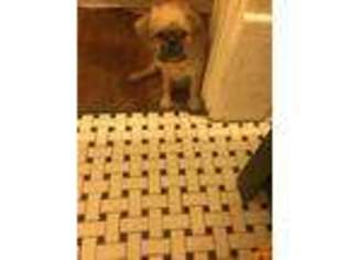 Brussels Griffon Puppy for sale in Montgomery, AL, USA