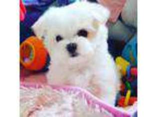 Maltese Puppy for sale in West Sacramento, CA, USA