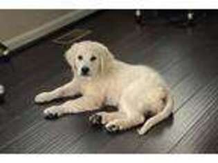 Mutt Puppy for sale in Independence, KY, USA