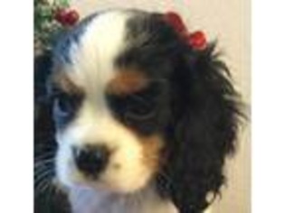 Cavalier King Charles Spaniel Puppy for sale in Prescott Valley, AZ, USA