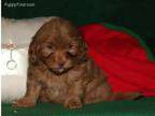 Havanese Puppy for sale in Paradise, PA, USA
