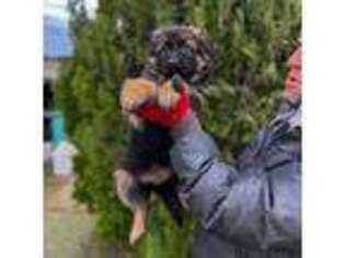 German Shepherd Dog Puppy for sale in Oswego, NY, USA
