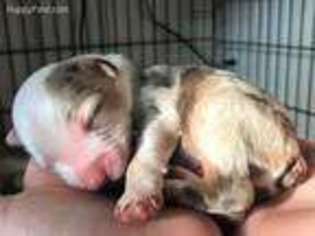 Australian Shepherd Puppy for sale in Pilot Hill, CA, USA
