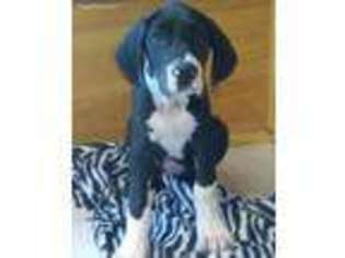 Great Dane Puppy for sale in Indian Mound, TN, USA