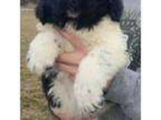 Newfoundland Puppy for sale in Brumley, MO, USA