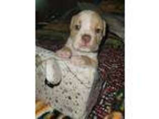 Olde English Bulldogge Puppy for sale in New Iberia, LA, USA