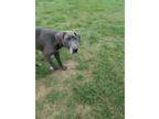 Great Dane Puppy for sale in Griffin, GA, USA