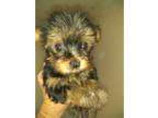 Yorkshire Terrier Puppy for sale in Olin, IA, USA