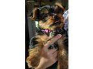 Yorkshire Terrier Puppy for sale in Bernville, PA, USA