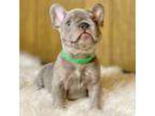 French Bulldog Puppy for sale in Pacoima, CA, USA