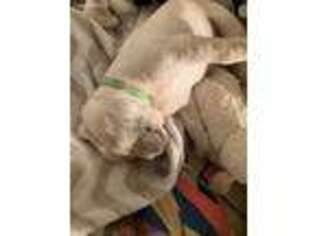 Labrador Retriever Puppy for sale in Hamilton, MO, USA