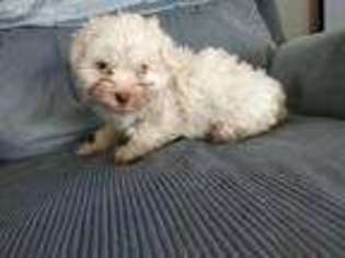 Maltese Puppy for sale in Adelanto, CA, USA