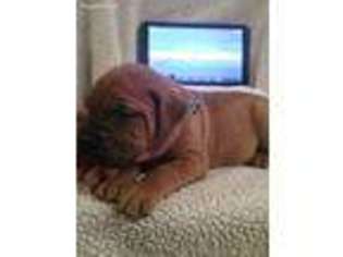 Bullmastiff Puppy for sale in Walnut, KS, USA