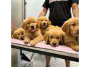 Golden Retriever Puppy for sale in Homestead, FL, USA