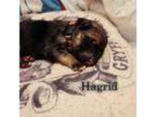 German Shepherd Dog Puppy for sale in Hobbs, NM, USA