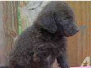 Labradoodle Puppy for sale in GREER, SC, USA