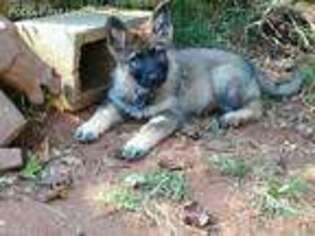German Shepherd Dog Puppy for sale in Rutherfordton, NC, USA