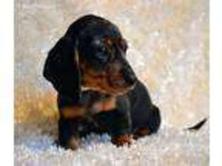 Dachshund Puppy for sale in Maple Lake, MN, USA