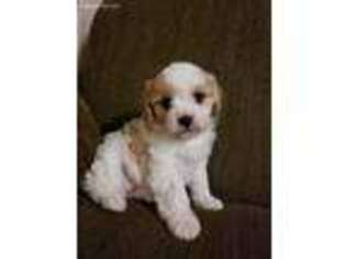 Cavachon Puppy for sale in Elizabethtown, PA, USA