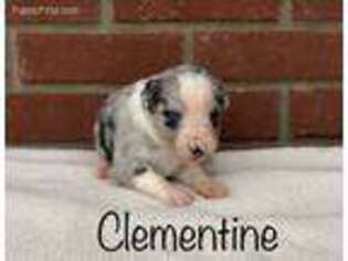 Miniature Australian Shepherd Puppy for sale in White Plains, KY, USA